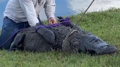 85-year-old woman alligator full video twitter